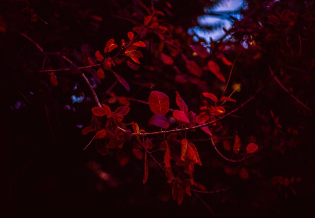 Red leaves